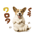 立ち耳！ジャックラッセルテリア（個別スタンプ：17）