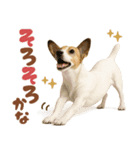 立ち耳！ジャックラッセルテリア（個別スタンプ：18）