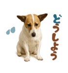 立ち耳！ジャックラッセルテリア（個別スタンプ：19）