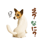 立ち耳！ジャックラッセルテリア（個別スタンプ：20）