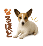 立ち耳！ジャックラッセルテリア（個別スタンプ：21）