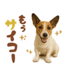 立ち耳！ジャックラッセルテリア（個別スタンプ：22）