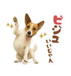 立ち耳！ジャックラッセルテリア（個別スタンプ：23）