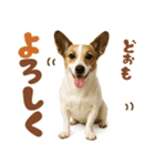 立ち耳！ジャックラッセルテリア（個別スタンプ：24）