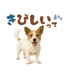 立ち耳！ジャックラッセルテリア（個別スタンプ：25）