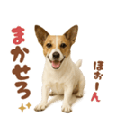 立ち耳！ジャックラッセルテリア（個別スタンプ：26）