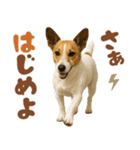 立ち耳！ジャックラッセルテリア（個別スタンプ：27）