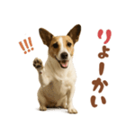 立ち耳！ジャックラッセルテリア（個別スタンプ：28）