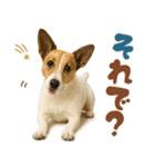 立ち耳！ジャックラッセルテリア（個別スタンプ：29）