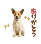 立ち耳！ジャックラッセルテリア（個別スタンプ：30）