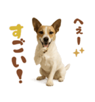 立ち耳！ジャックラッセルテリア（個別スタンプ：31）