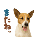 立ち耳！ジャックラッセルテリア（個別スタンプ：32）