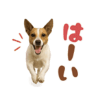 立ち耳！ジャックラッセルテリア（個別スタンプ：35）