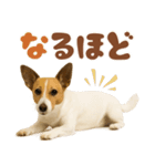 立ち耳！ジャックラッセルテリア（個別スタンプ：36）