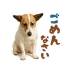 立ち耳！ジャックラッセルテリア（個別スタンプ：40）