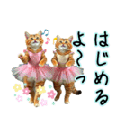 服を着たリアルな猫キャラ達のスタンプ3（個別スタンプ：19）