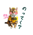服を着たリアルな猫キャラ達のスタンプ3（個別スタンプ：29）