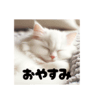 猫のしゃしんスタンプ（個別スタンプ：1）