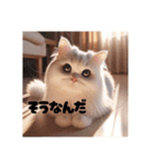 猫のしゃしんスタンプ（個別スタンプ：5）