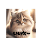 猫のしゃしんスタンプ（個別スタンプ：6）