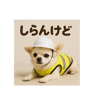 現場チワワ関西弁（個別スタンプ：2）