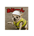 現場チワワ関西弁（個別スタンプ：7）