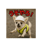 現場チワワ関西弁（個別スタンプ：8）