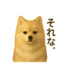 ポメラニアン なぎの挨拶（個別スタンプ：11）