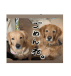 いろんないぬたち（個別スタンプ：2）