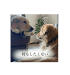 いろんないぬたち（個別スタンプ：3）