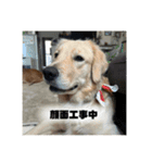 いろんないぬたち（個別スタンプ：5）