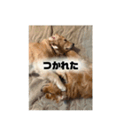 いろんないぬたち（個別スタンプ：6）