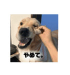 いろんないぬたち（個別スタンプ：10）