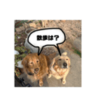 いろんないぬたち（個別スタンプ：11）