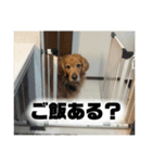 いろんないぬたち（個別スタンプ：13）