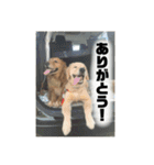 いろんないぬたち（個別スタンプ：16）