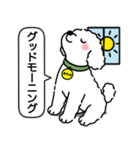 トイプードルの「おもち」（個別スタンプ：1）