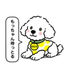 トイプードルの「おもち」（個別スタンプ：14）