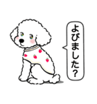 トイプードルの「おもち」（個別スタンプ：22）