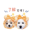 はぴちゃんもこちゃん（個別スタンプ：4）