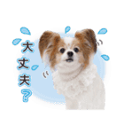 はぴちゃんもこちゃん（個別スタンプ：12）