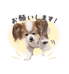 はぴちゃんもこちゃん（個別スタンプ：13）