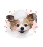 はぴちゃんもこちゃん（個別スタンプ：15）