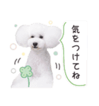 はぴちゃんもこちゃん（個別スタンプ：19）