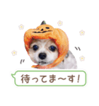 はぴちゃんもこちゃん（個別スタンプ：23）