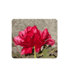 赤い牡丹の花 スタンプ（個別スタンプ：3）