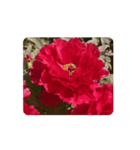 赤い牡丹の花 スタンプ（個別スタンプ：6）