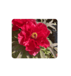 赤い牡丹の花 スタンプ（個別スタンプ：7）