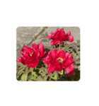赤い牡丹の花 スタンプ（個別スタンプ：12）