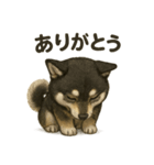 甘えん坊黒柴くん（個別スタンプ：3）